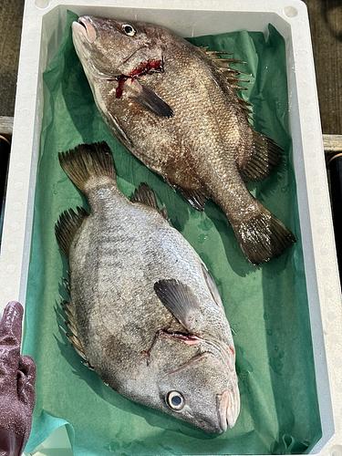 ヒゲソリダイ2入約3.7kg(底曳)