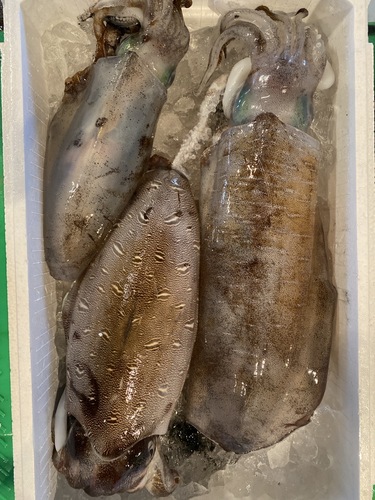鮮魚BOX3入約4.3kg(釣)