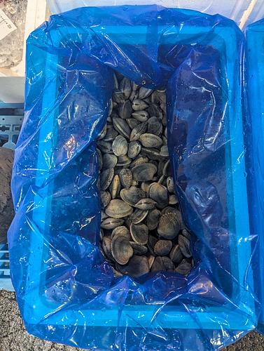 アサリ約5kg(沿岸)