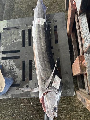 活〆バショウカジキ2つ切り1入約20kg(定置)