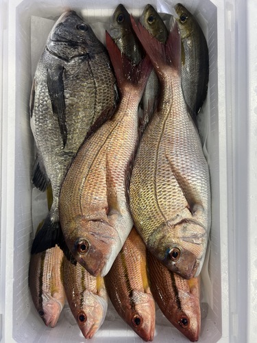鮮魚BOX約5.3kg(定置)