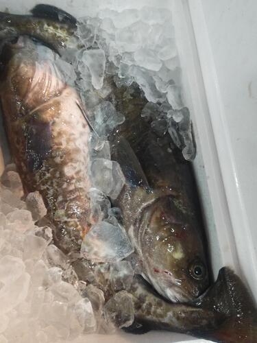 マダラ3入約9kg(釣)