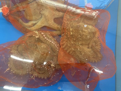 活マダコ6入約6.5kg(沿岸)