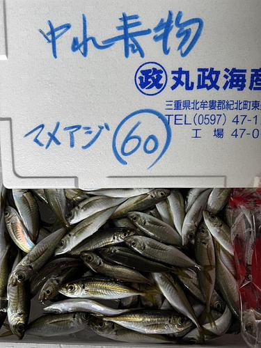 小アジ小約2kg(定置)