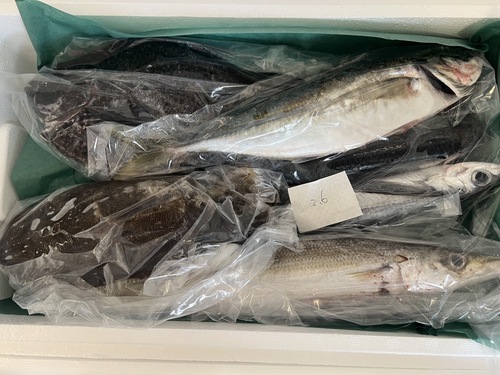 鮮魚BOX約2.6kg(定置)