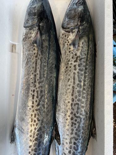 サワラ2入約6kg(定置)