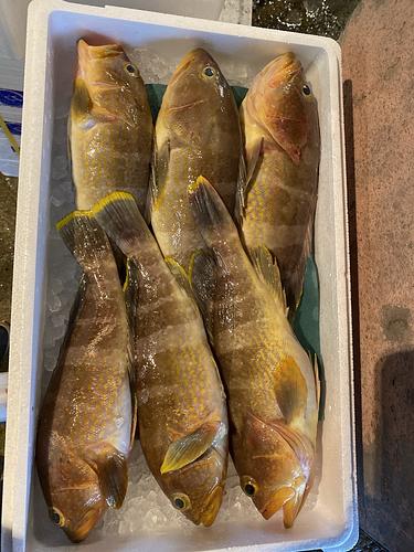 アオハタ6入約3.5kg(釣)