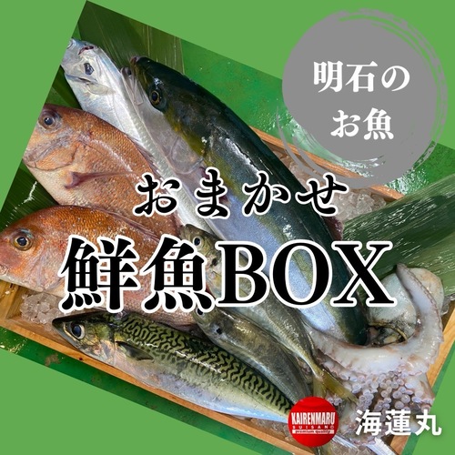 神経〆鮮魚BOX