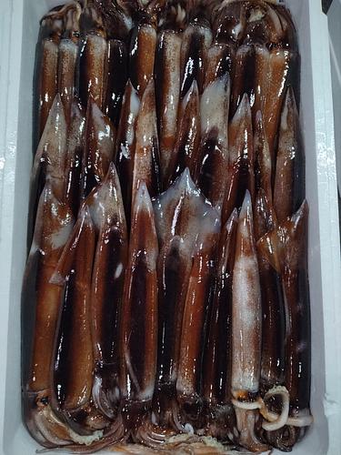 スルメイカ30入約5kg(釣)