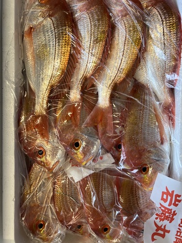 レンコダイ12入約4.7kg(釣)