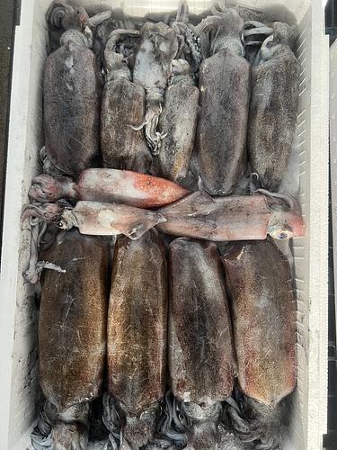 鮮魚BOX約3kg(定置)