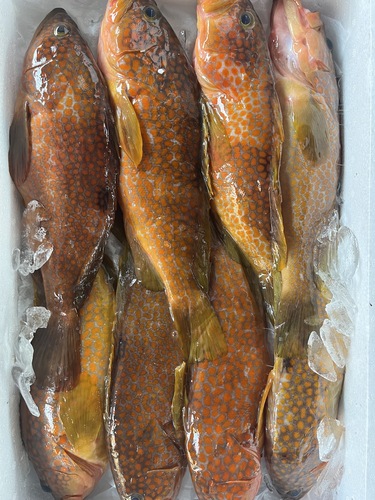 キジハタ(アコウ)8入約4kg