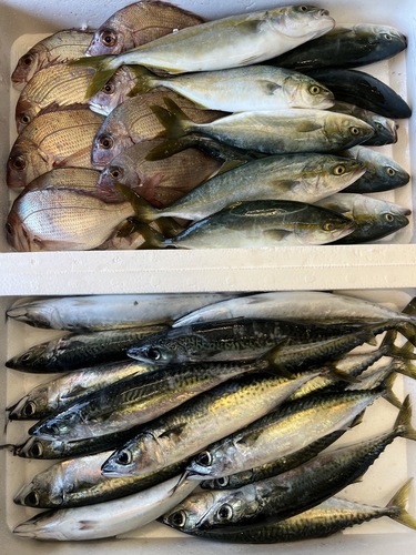鮮魚BOX約8kg(沿岸)