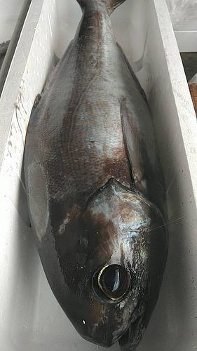 活〆メダイ6-8k1入約6.8kg(定置)