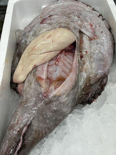 アンコウ1入約5kg(底曳)