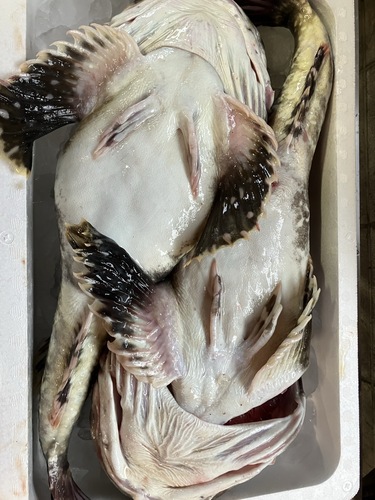 カジカ2入約7kg(刺網)