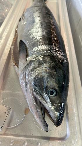 鮭メジカ秋鮭/1入約3kg(沿岸)