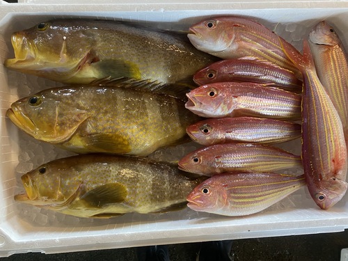 鮮魚BOX11入約4kg(釣)