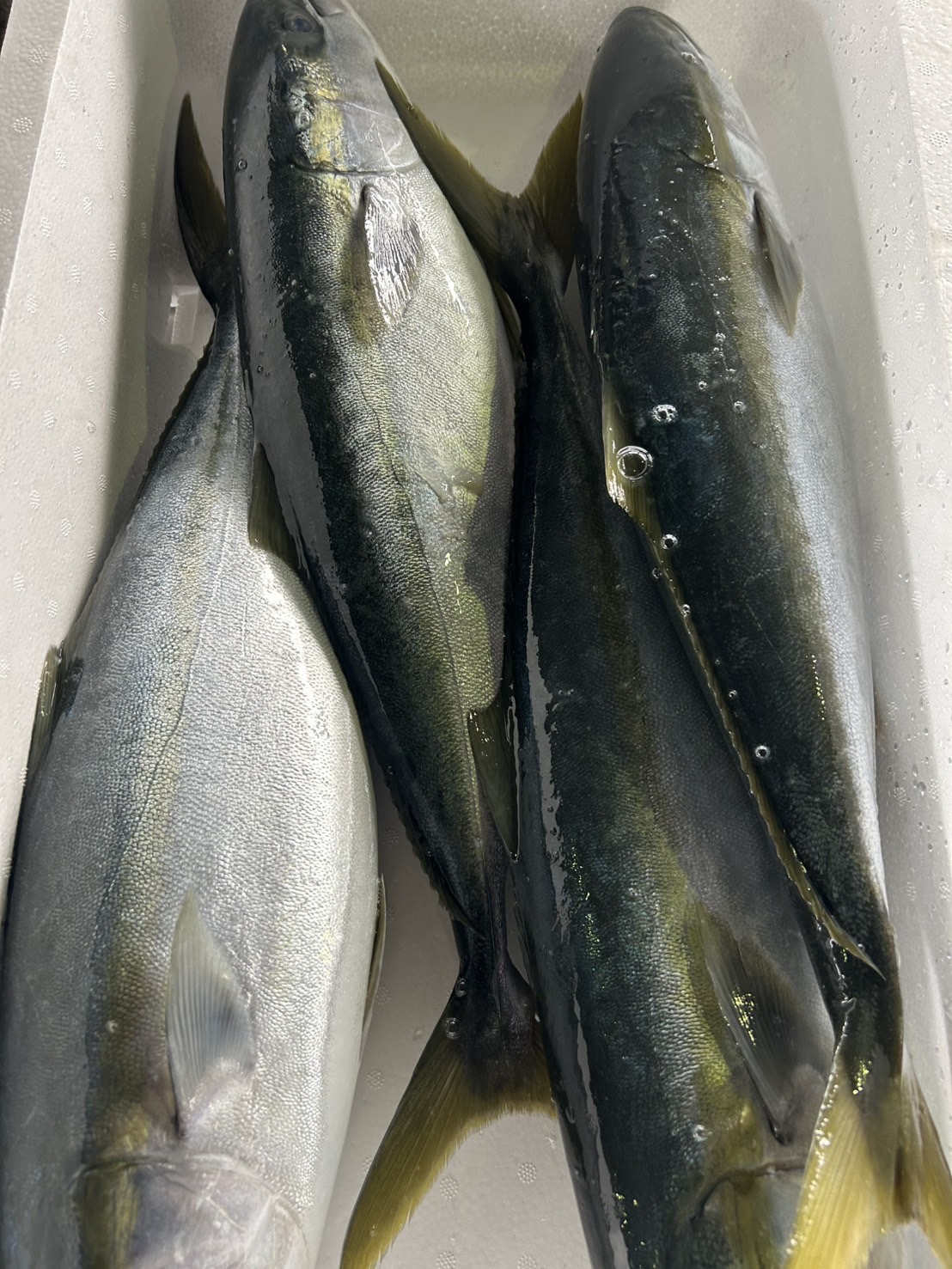 ハマチ4入約8.5kg(定置)【業務用の鮮魚仕入れならウーオ】