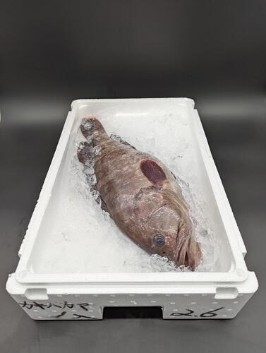 マハタ(釣)