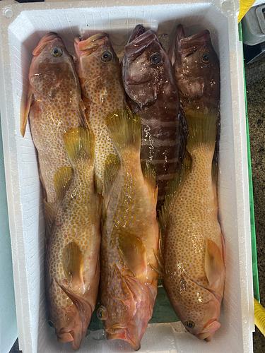 鮮魚BOX7入約5kg(釣)
