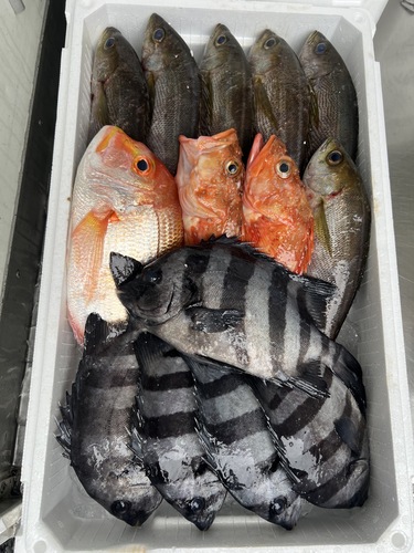 鮮魚BOX約5.3kg