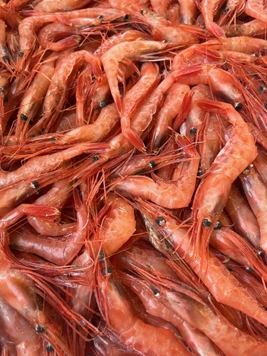 甘エビ中約3.5kg(底曳)