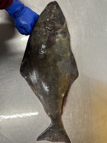 活〆オヒョウ大1入約3kg(刺網)