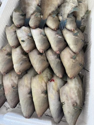 ウマヅラハギ22入約5.2kg(定置)