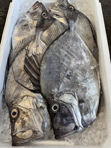 カガミダイ4入約5kg(底曳)