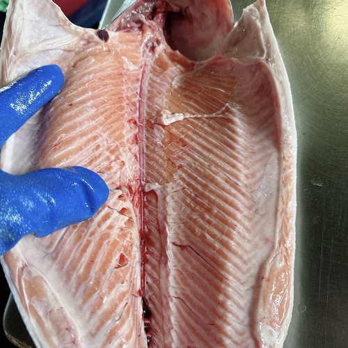 活〆サケ（時不知）1入約3.8kg(沿岸)
