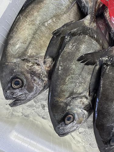 活〆オキアジ5入約5kg(定置)