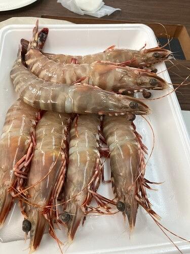 有頭イリアンタイガー　解凍1.5ｋ２５尾約1.5kg