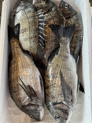 神経〆クロダイ３〜５入約5kg(定置)