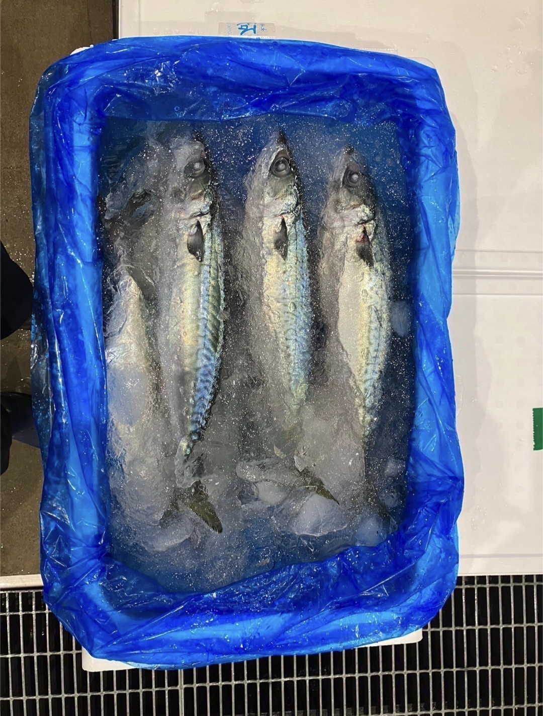 マサバ4.5k8入約4.5kg(沿岸)【業務用の鮮魚仕入れならウーオ】