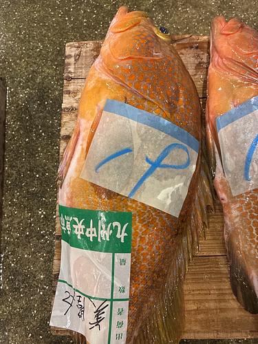 活〆キジハタ(アコウ)1入約1.9kg(延縄)