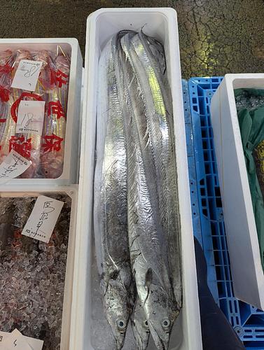 タチウオ4入約3kg(刺網)