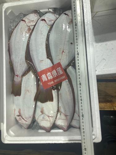活〆ヒラメ4/5入約3kg(定置)