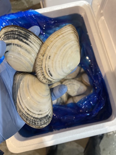 シロガイ約5kg(沿岸)