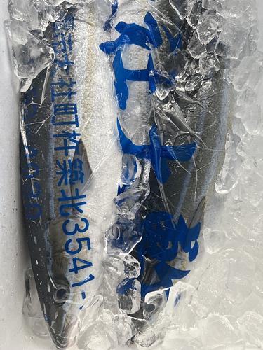 ツムブリ(定置)