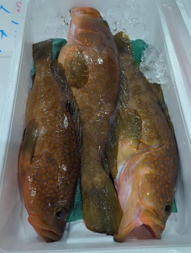キジハタ2入約1.3kg(沿岸)