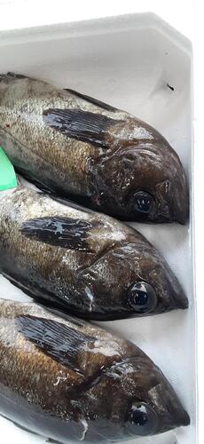 活〆メバル(釣)
