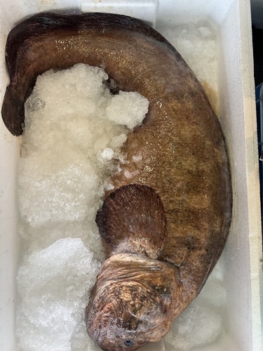 オオカミウオ1入約6.3kg