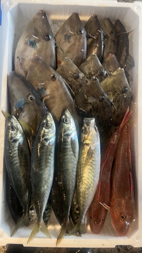 鮮魚BOX約5.9kg(定置)