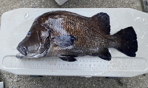 神経〆ヒゲダイ特大1入約7.4kg(銛突)