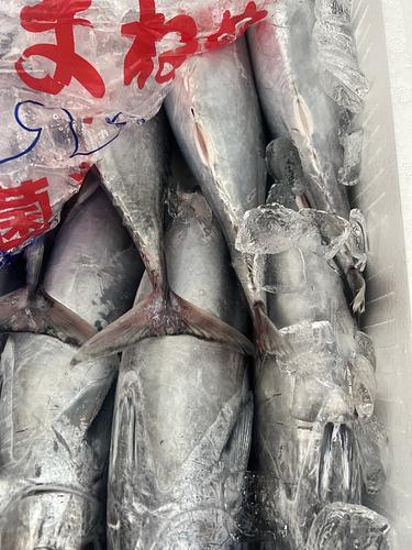 ヒラソウダ8入約8kg(定置)