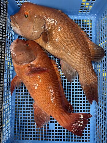 コブダイ2入約8kg(底曳)