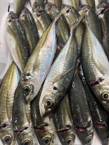 活〆平アジ23入約2.4kg(定置)