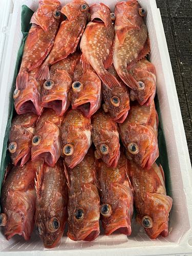 カサゴ20入約5.3kg(沿岸)