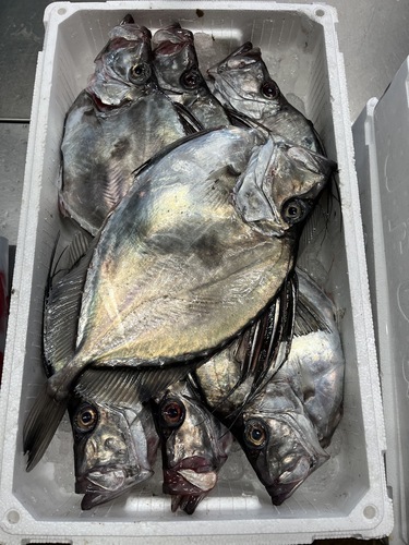 カガミダイ7入約5.5kg(底曳)